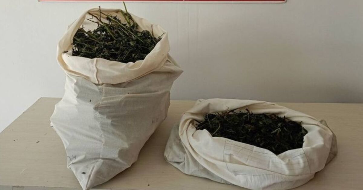 Bingöl’de 7 kilo 150 gram esrar ele geçirildi